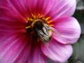 Dahlia bee landscape
